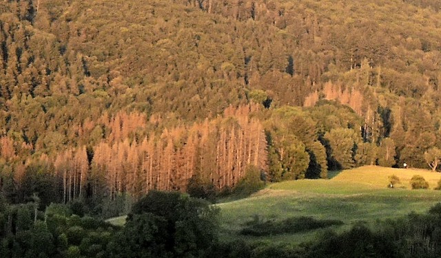 Starke Baumschden weist der Wehrer Wa...des Meierhofes  im Gewann Nollen auf.   | Foto: Ernst Brugger