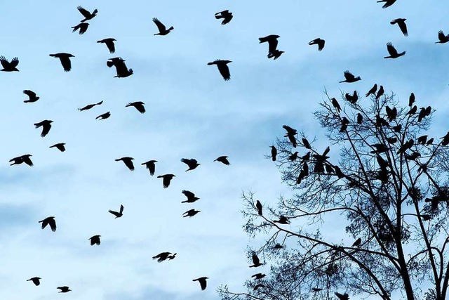 Raben fhlen sich vor allem in grokronigen Blattbumen wohl.  | Foto: Sven Hoppe