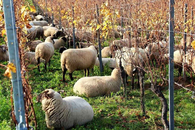 ber zweihundert Schafe sind als mobiles Unkrautvertilgungskommando unterwegs.  | Foto: Reinhard Cremer