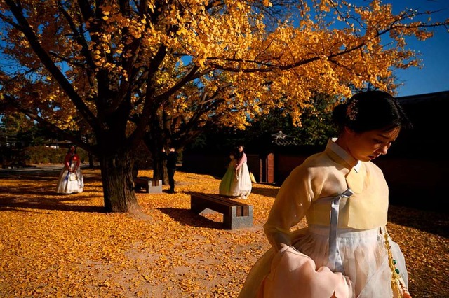 In Asien ist der Ginko-Baum Symbol fr ein langes Leben.  | Foto: ED JONES (AFP)