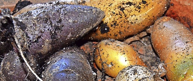 Die ersten Kartoffeln sind geerntet. Z...20; und &#8222;Shetland Black&#8220;.   | Foto: Gabriele Rasenberger