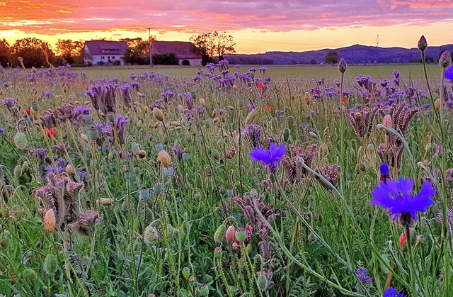 Blumen am Ackerrand, ein Paradies fr Insekten   | Foto: Julius Wilhelm Steckmeister