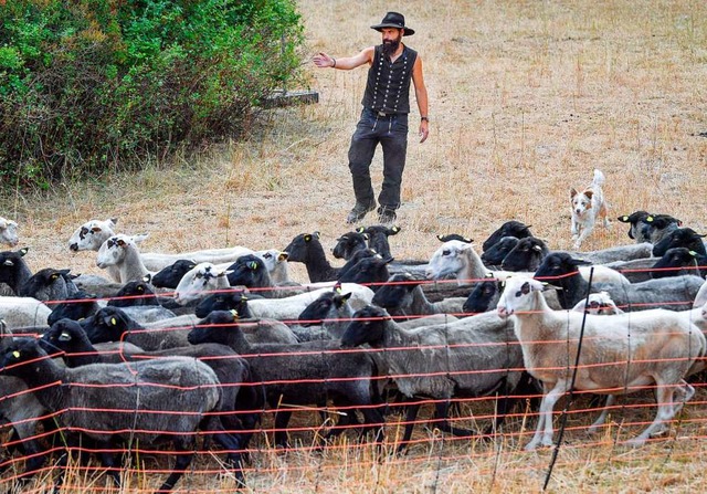 Ist verbesserter Zaunbau die Lsung, um Schafe vor dem Wolf zu schtzen?   | Foto: Patrick Pleul