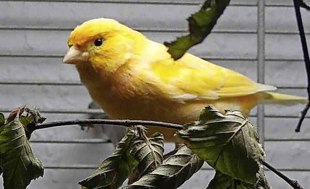 Kanarienvogel Amarillo  | Foto: Tierheim Lahr