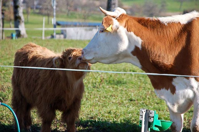 Zottel und seine Adoptivmama Rosa  | Foto: Petra Wunderle