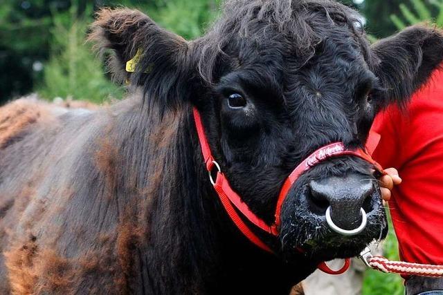 Stier attackiert Landwirt in Ichenheim