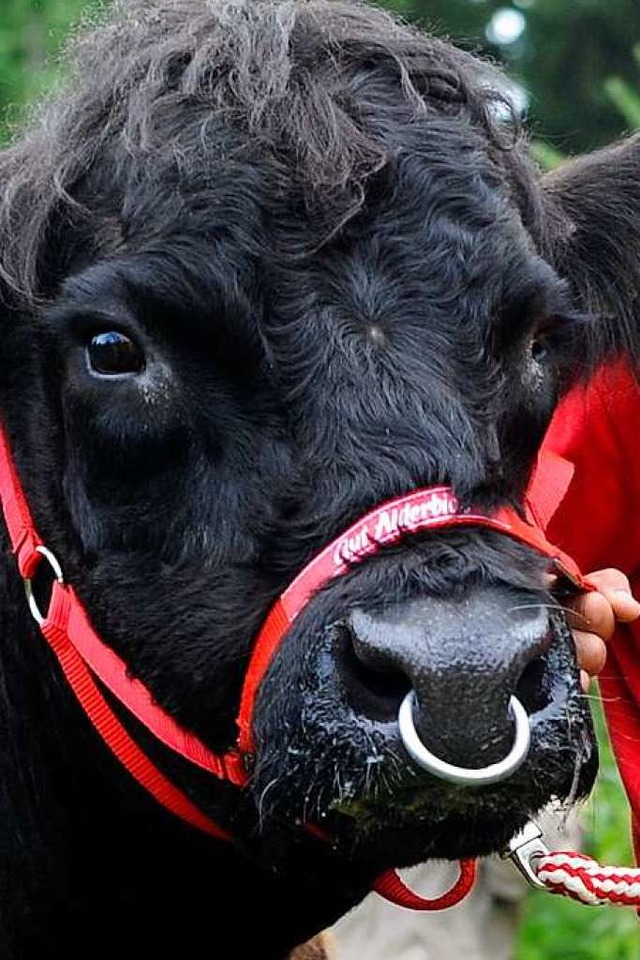 So brav wie dieser junge Stier (Symbolbild) sind Stiere nicht immer.  | Foto: Tobias Hase