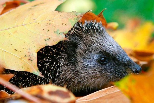 Was Menschen fr Igel tun knnen – und was sie lieber lassen sollten