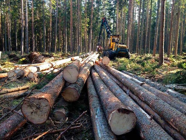 Die Aufarbeitung von Sturmholz beschftige 2020 den Forst in Friedenweiler.  | Foto: Liane Schilling