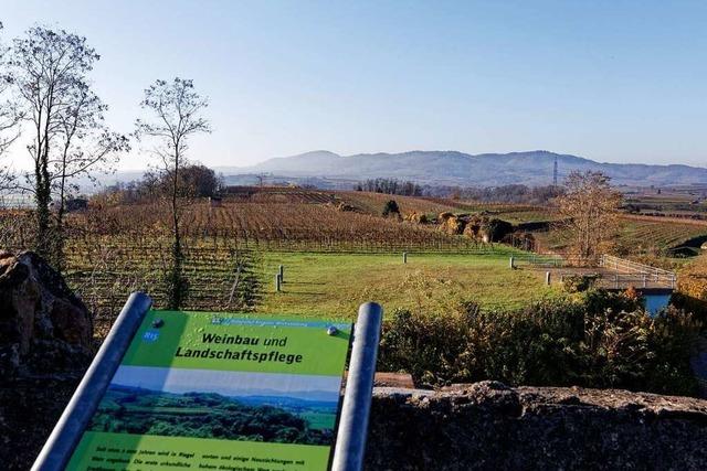 Pilotanlage soll Solarstrom aus dem Weinberg liefern und Flchen doppelt nutzen