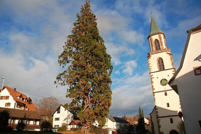 Noch ist es ein schlichter Mammutbaum.... er als XXL-Weihnachtsbaum erstrahlen.  | Foto: Petra Wunderle