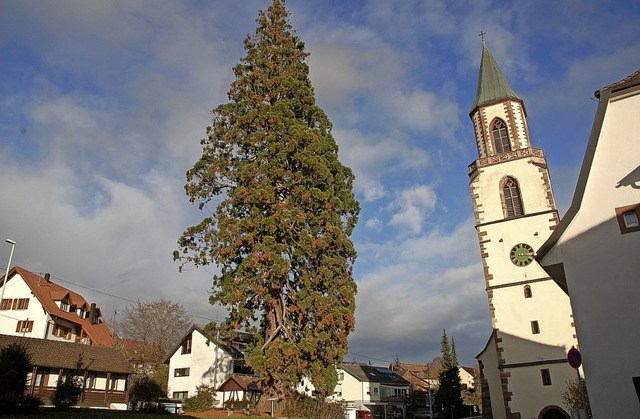 Der hchste gewachsene Christbaum in der EU steht in Obereichsel.  | Foto: Petra Wunderle