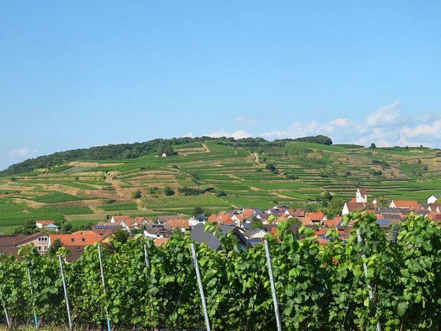 Bischoffingen liegt inmitten der Weinberge des Kaiserstuhls.  | Foto: Gerold Zink