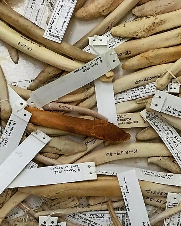Selten: Museumswühlkiste mit unzähligen Penisknochen.  | Foto: Smithsonian National Museum of Natural History