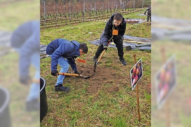 Gemeinsam Streuobstbume mit alten Sorten zum Blhen bringen