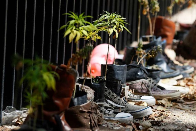 Marihuana-Pflanzen wachsen in Schuhen ...vor dem Senatsgebude in Mexiko-Stadt.  | Foto: Eduardo Verdugo (dpa)
