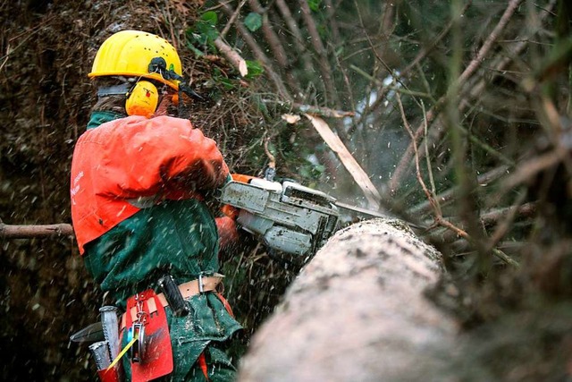 Beim Zersgen eines bereits gefllten Baumes verletzte sich ein Waldarbeiter.  | Foto: A9999 Nlf/ Thomas Gasparini