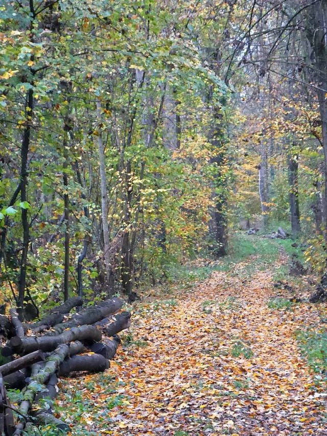 Auch im Erlenschachenwald wird wieder Holz geerntet.  | Foto: Manfred Frietsch