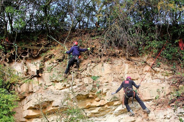 Fachleute schneiden eine Felswand bei Istein  von Bewuchs frei.  | Foto: Reinhard Cremer