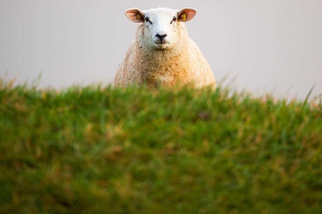 Schafe leben gefhrlich, wenn Wlfe in der Nhe sind.  | Foto: Mohssen Assanimoghaddam (dpa)