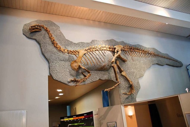 Dieses knapp fnf Meter lange Skelett ...riers ist im Museum in Frick zu sehen.  | Foto: Kpfer
