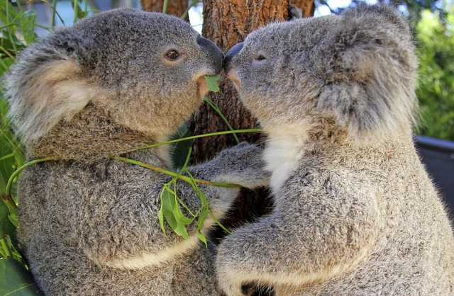   | Foto: Taronga Conservation Society Aus