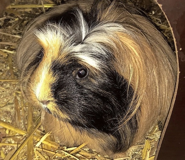 Meerschweinchen brauchen viel Platz und Versteckmglichkeiten.  | Foto: Julia Bche