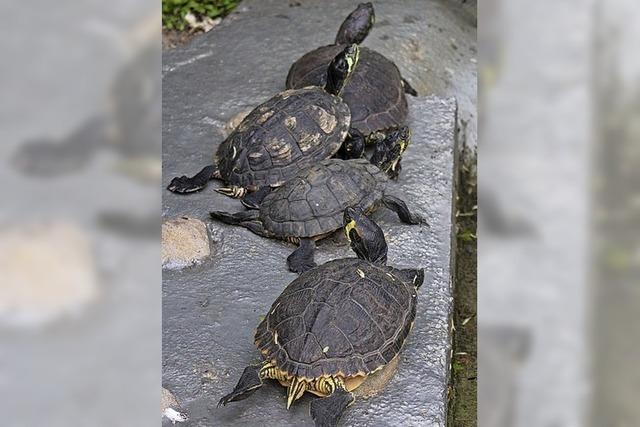 Tipps fr Schildkrtenfreunde