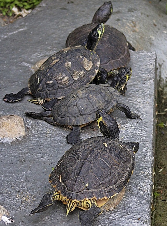 Die Schildkrten machen eine kleine Pause, bevor es wieder in den Teich geht.  | Foto: Thomas Mann