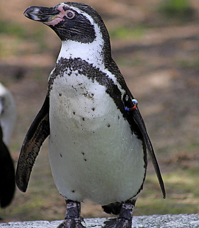 Humboldt-Pinguine, wie dieser hier im ...u 25 Stundenkilometer schnell tauchen.  | Foto: Thomas Mann