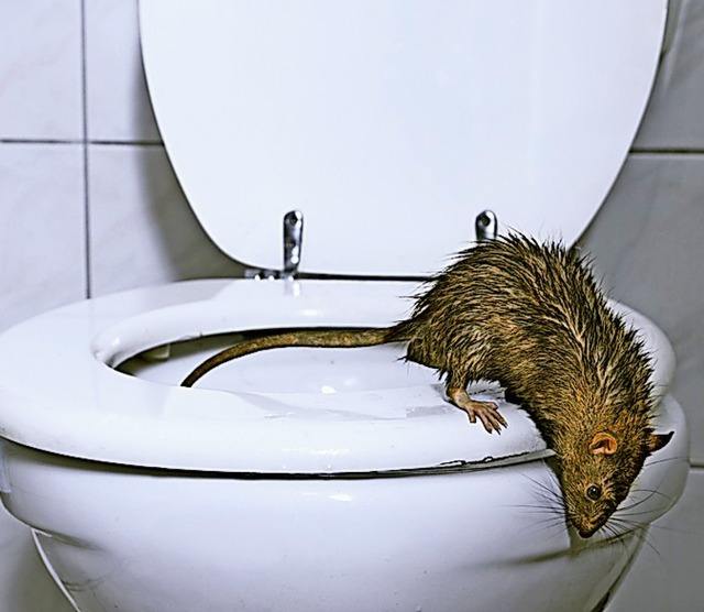 Eine Ratte kommt aus der Toilette &#8211; keine schne Vorstellung<ppp></ppp>  | Foto: H.T. Kirk