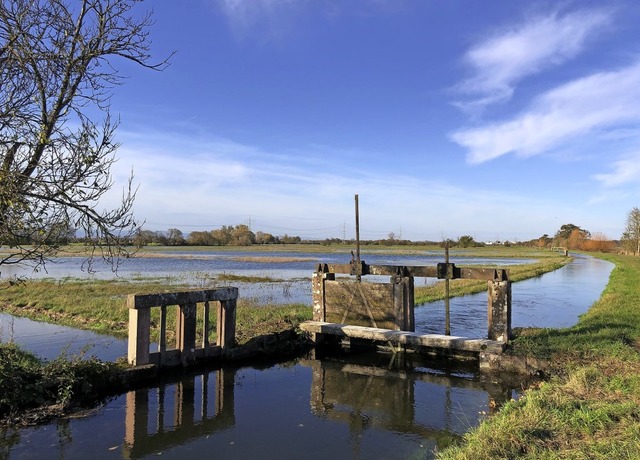 Eine Stellfalle sorgt fr bewsserte E...zwischen Rheinhausen und Herbolzheim.   | Foto: Rudi Rest