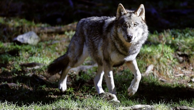 Hat ein Wolf das Schaf in Merzhausen g...n Hund? Das wird derzeit untersucht.    | Foto: VALERY HACHE (AFP)