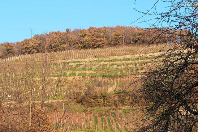 In Ballrechten-Dottingen soll es keinen Holz-Einschlag um jeden Preis geben