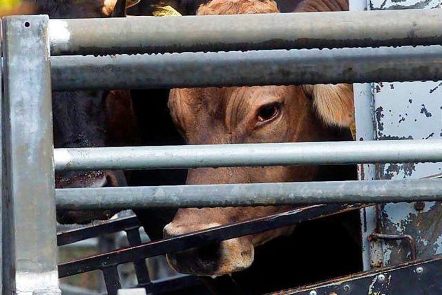 Soko Tierschutz dokumentiert wieder Horrorbilder aus Schlachthof