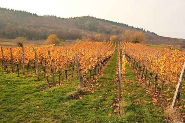 Gericht lsst Planverfahren fr neuen Btzinger Steinbruch zu