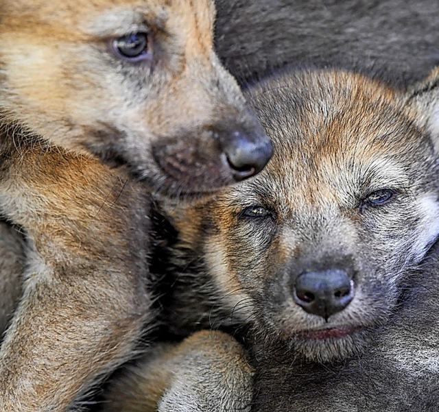 Wolfsjunge, die man Jhrlinge nennt, i...ch mit mehreren Wolfsrudeln gerechnet.  | Foto: Patrick Pleul (dpa)