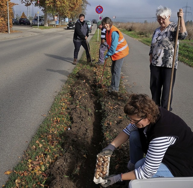 Auch entlang des Radwegs von Gndlinge...ndfrauen Blumenzwiebeln ins Erdreich.   | Foto: Christine Weirich