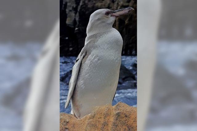 Weißer Pinguin