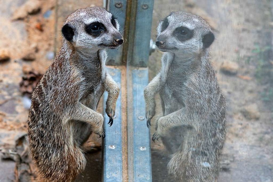 Das eigene Spiegelbild ist kein Ersatz...n einem anderen Tierpark untergebracht  | Foto: Patrick Seeger/Stadt Freiburg