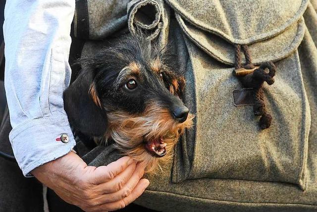 Lenzkirch erhht die Hundesteuer um 21 Prozent – Kampfhunde kosten jetzt 1480 Euro