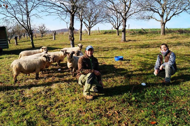 Seine Shropshire-Schafe setzt das Ehep... Pflege ihrer Christbaumplantagen ein.  | Foto: Silke Hartenstein