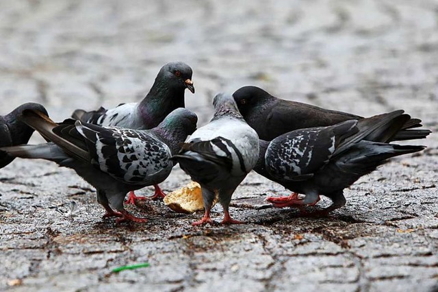 Der Lahrer Gemeinderat spricht sich f..., die Verwaltung argumentiert dagegen.  | Foto: Christoph Breithaupt