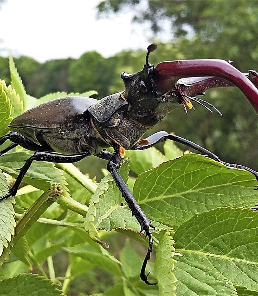 Safeguarding habitats for biological diversity – Freiburg