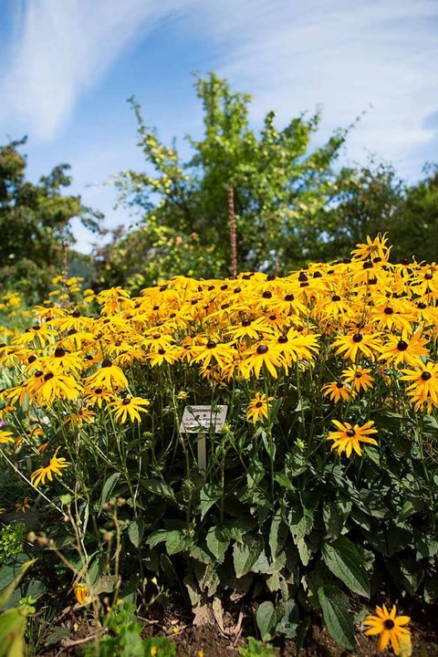 Im Kräutergarten Oberried und Klostergarten St. Trudpert ...