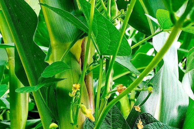 Warum ein Landwirt aus Kandern Bohnen und Mais zusammen anpflanzt