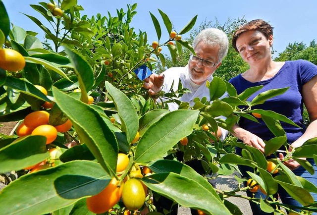 Direktor Professor Thomas Speck und Ku... Kumquat-Strauch im Botanischen Garten  | Foto: Michael Bamberger