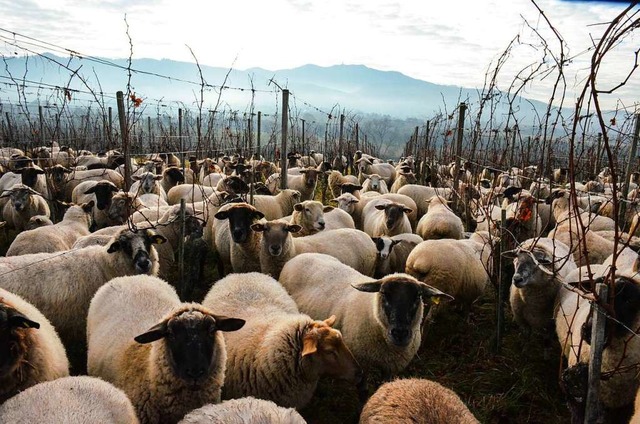 Schafe im Weinberg: frher ein hufiges Bild, heute eine Besonderheit  | Foto: Gabriele Hennicke