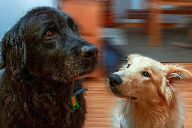 Firmen und Hundehalter in Vrstetten mssen knftig mehr zahlen