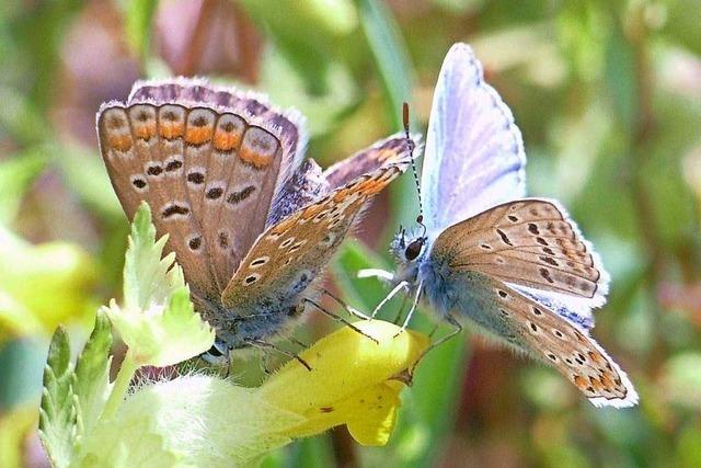 Warum eine Kandernerin Schmetterlinge zhlt und Untersttzung sucht